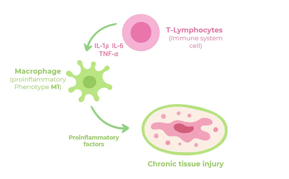 Mesenchymal stem cells working scheme