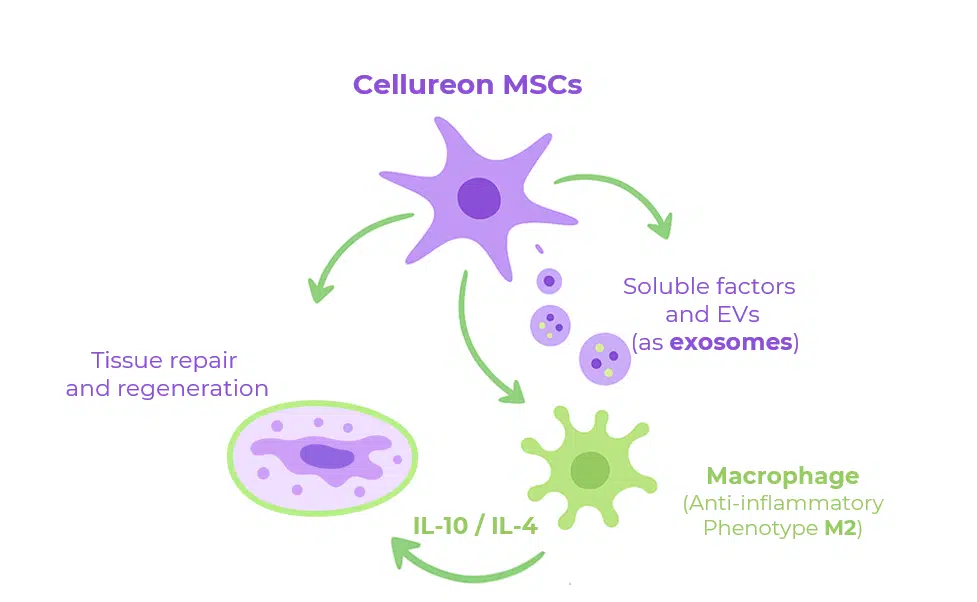 cellureon scheme 2