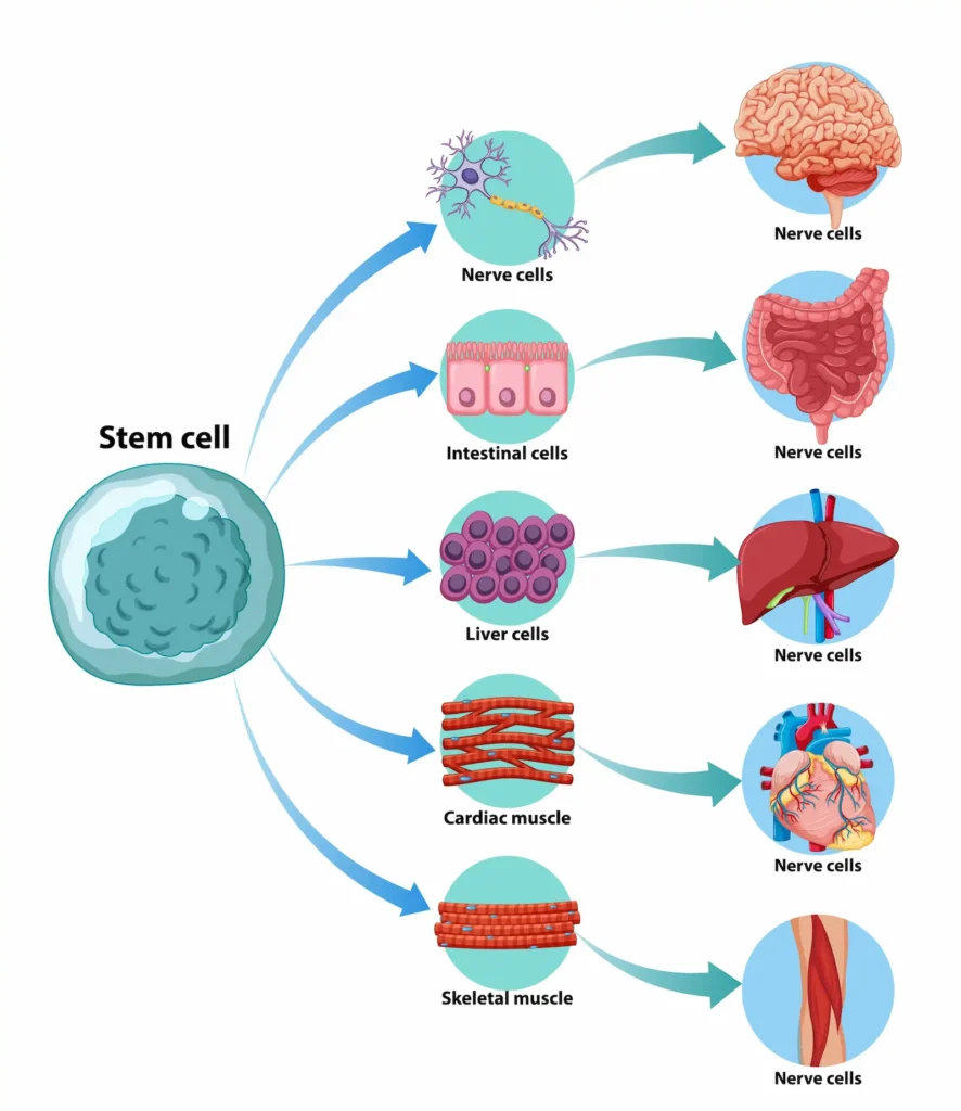stem cell scheme